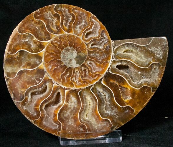 Agatized Ammonite Fossil (Half) #17858